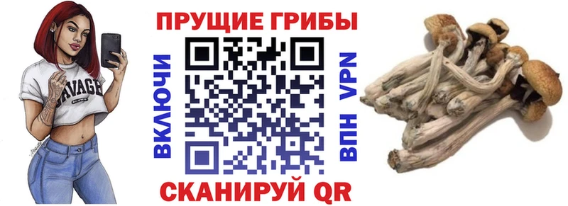 Псилоцибиновые грибы Psilocybe  Харовск 